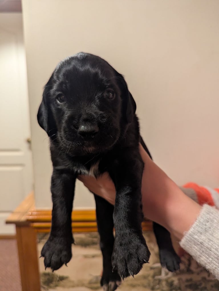 Cockador puppies for sale