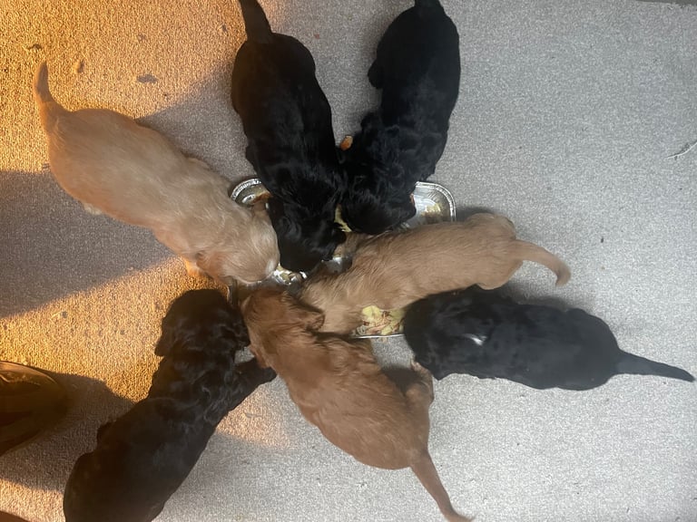 🐾 Gorgeous Cocker Spaniel Puppies  🐾