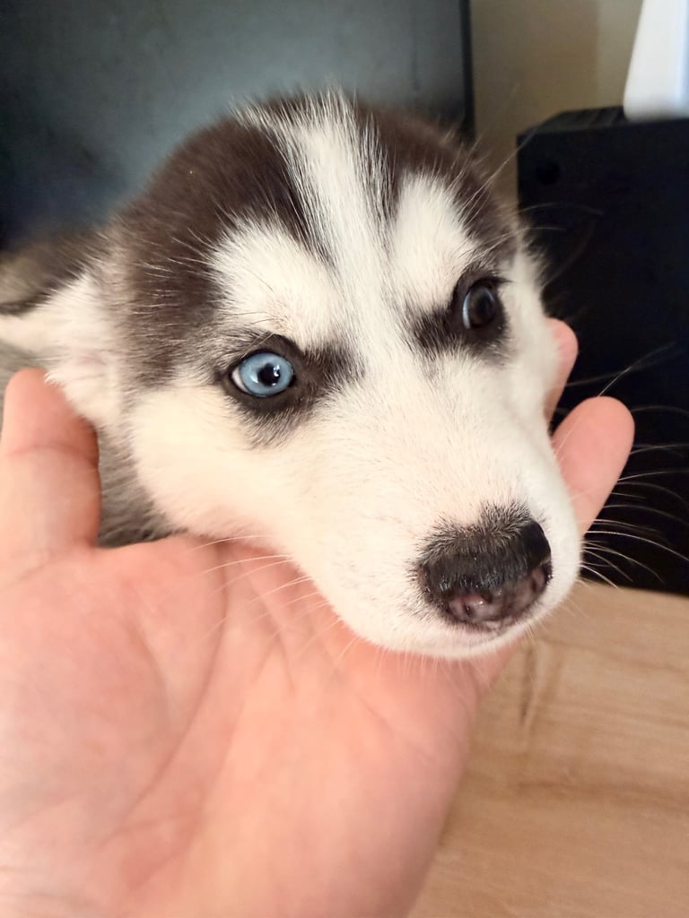 Siberian Husky Puppies 