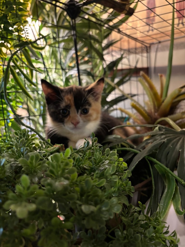 British shorthair x kitten