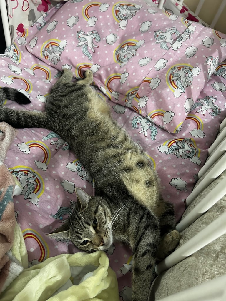 image for Cat for sale 