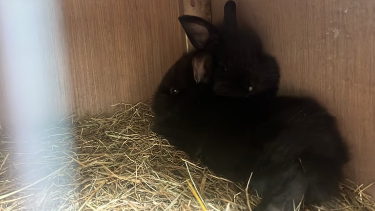 2 bunnies 10 week old girls 