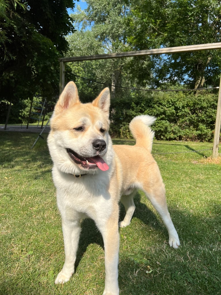 Male American Akita in desperate need for a new loving home.