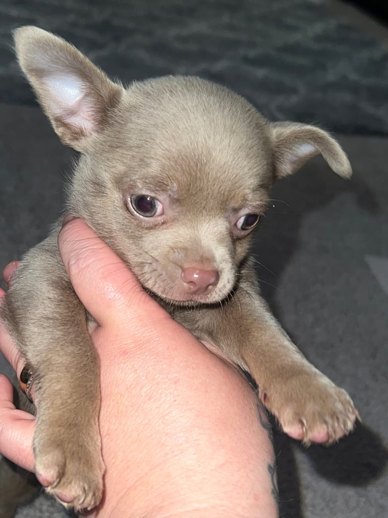 Chihuahua pup 