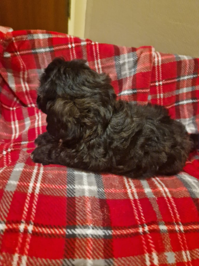 6 ADORABLE Teddy Shihpoos 