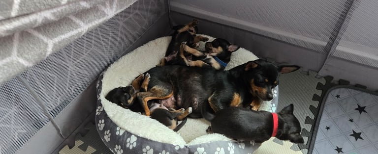 Chihuahua Puppies