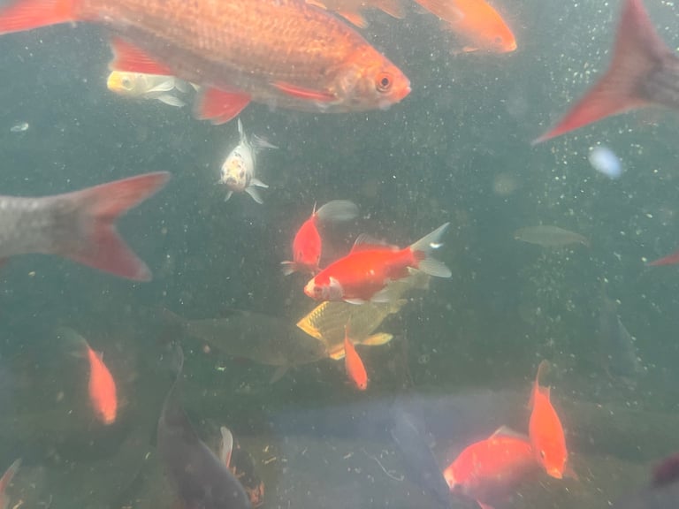 Goldfish & Rudd Job Lot £100, 100 Approx