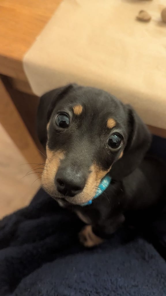 Miniature Dachshund Puppy (Male) 
