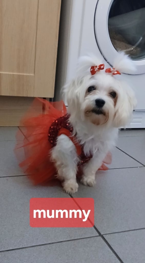 Stunning maltipoo pups 