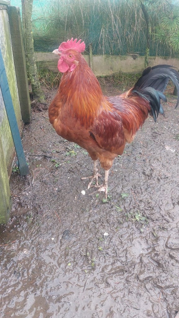 image for Chickens (Cockerells) re homing