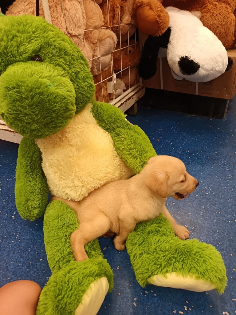 Labrador puppy. 