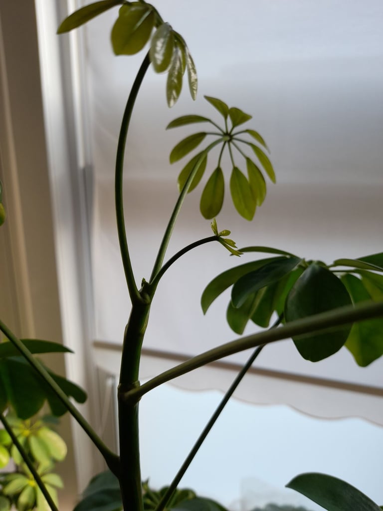 Umbrella Tree Schefflera House Plant 6 Foot/1.8metres Tall