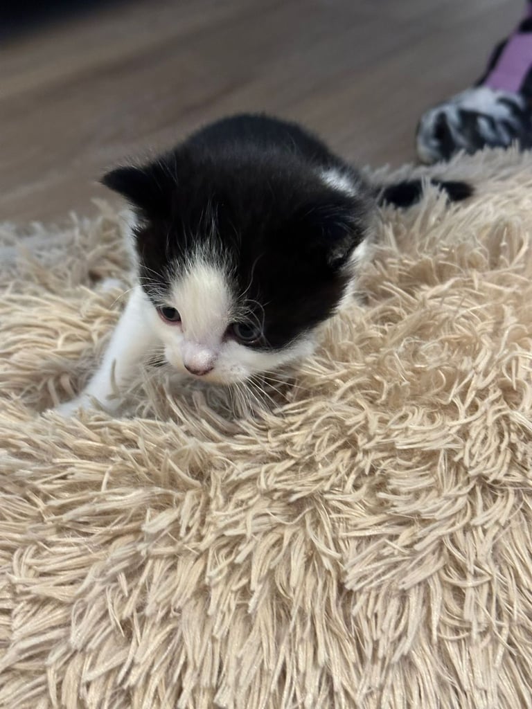 Kittens  mother part rag doll ready november 24th 