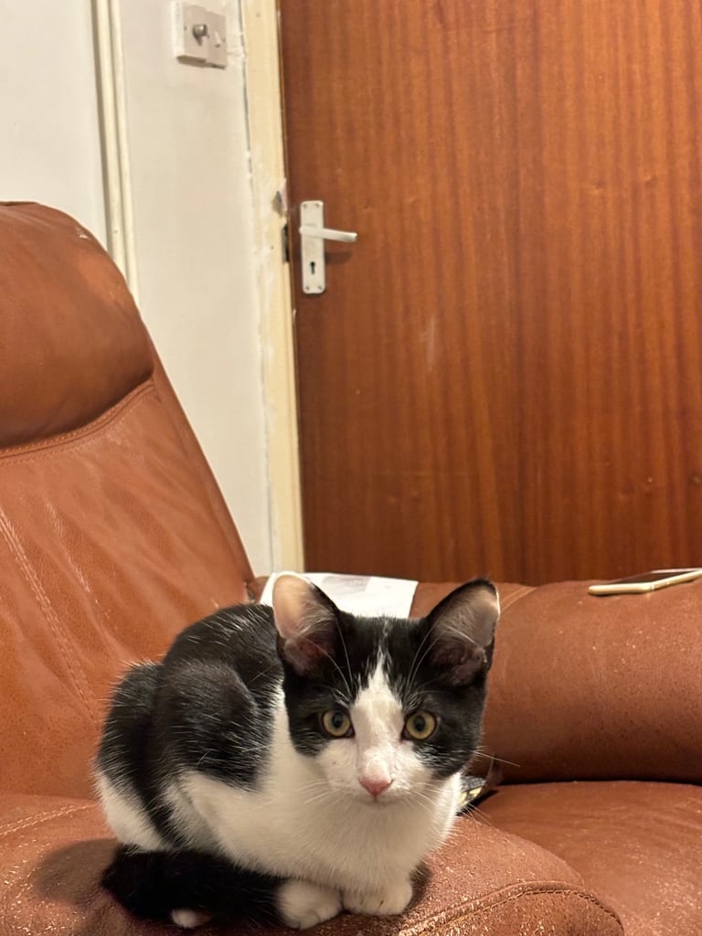 3 ragdoll cross male kittens