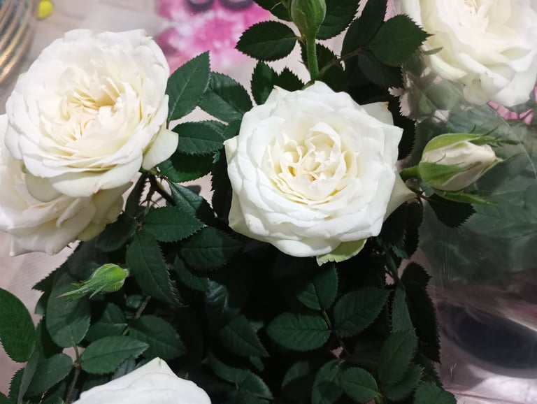 M and S white rose plant in ceramic pot 