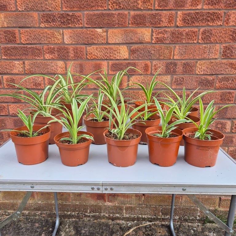image for 13 Baby spider plants 