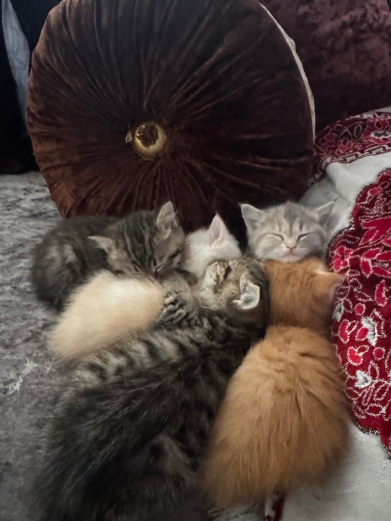 Half-Persian Kitten Litter (5 KITTENS) 