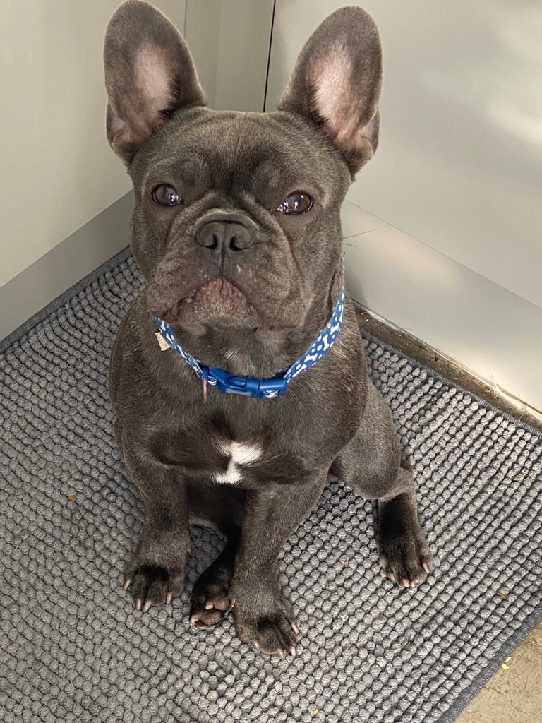 Stunning French bulldog puppies looking for their new forever home. 