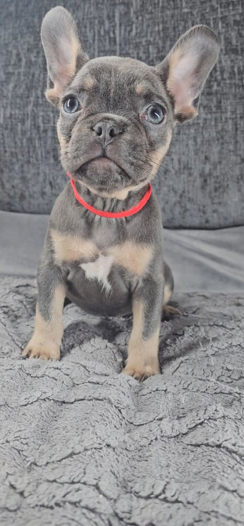 KC unique french bulldog puppies