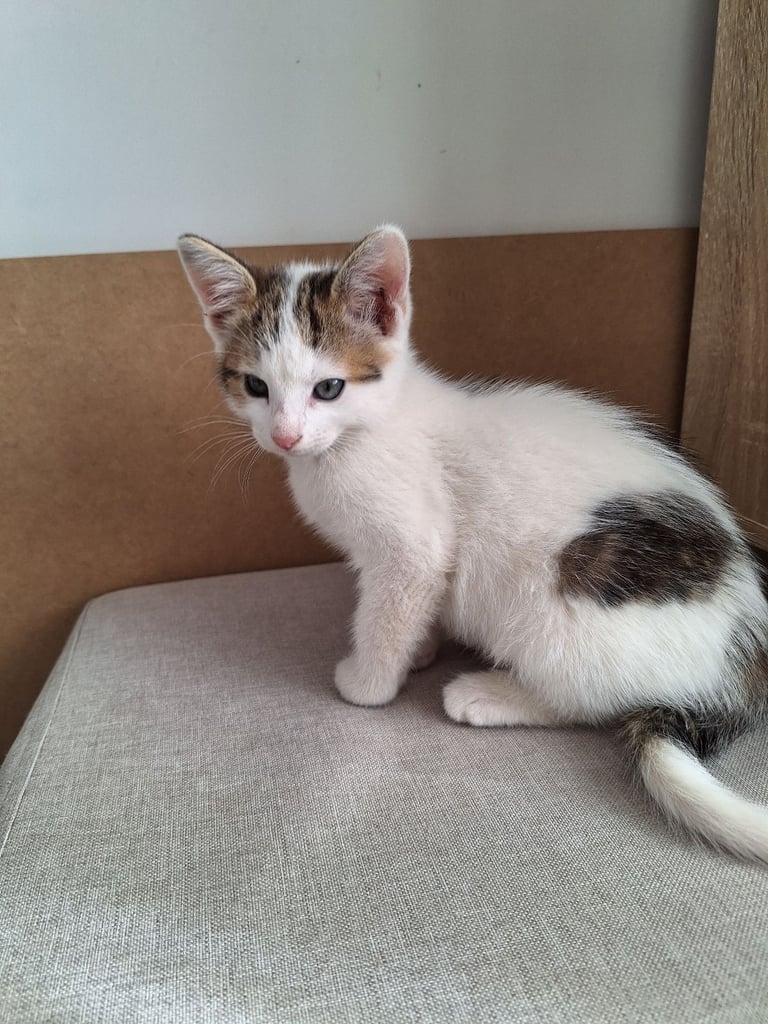  Kittens for sale 