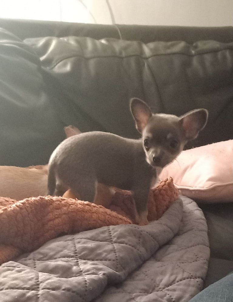 Chihuahua puppy Belfast (RESERVED)