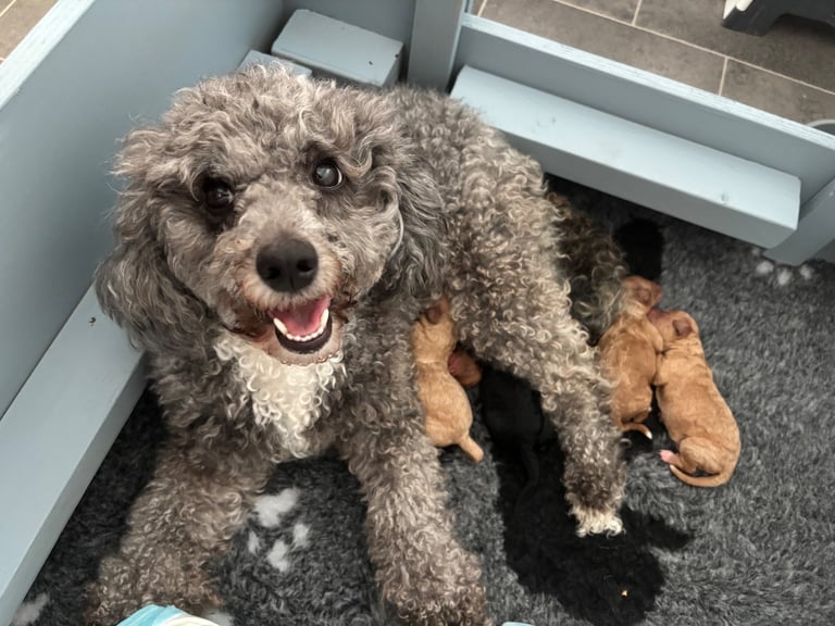 CAVAPOOCHON PUPPIES!!