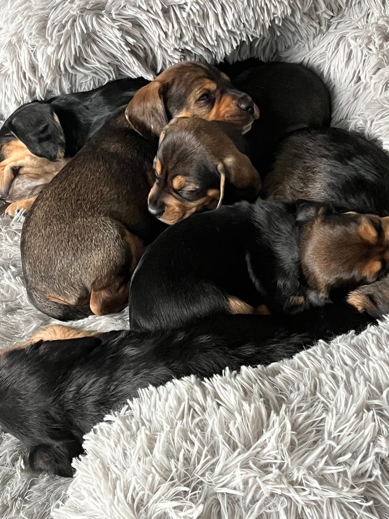 Doxle cross puppies 