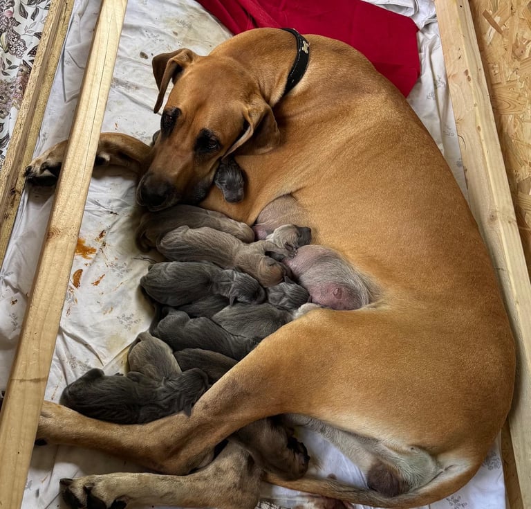 image for Champion Great Dane puppies for sale