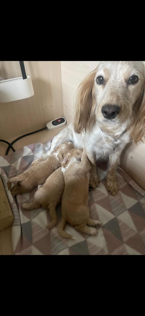 Stunning cocker spaniels 