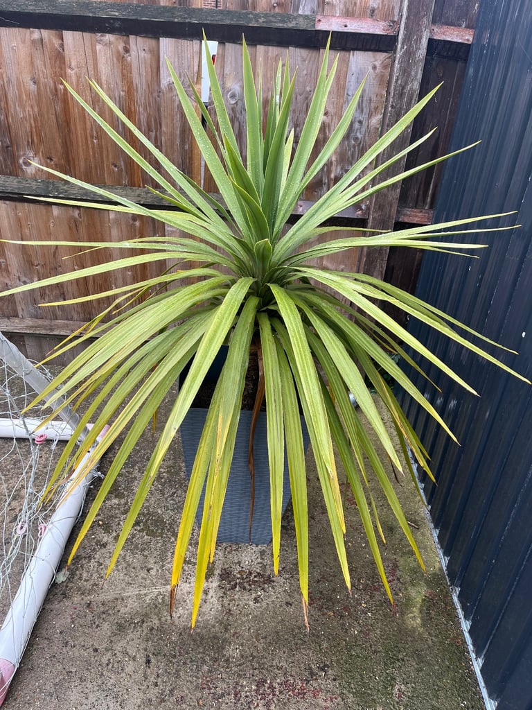 image for Cordyline 