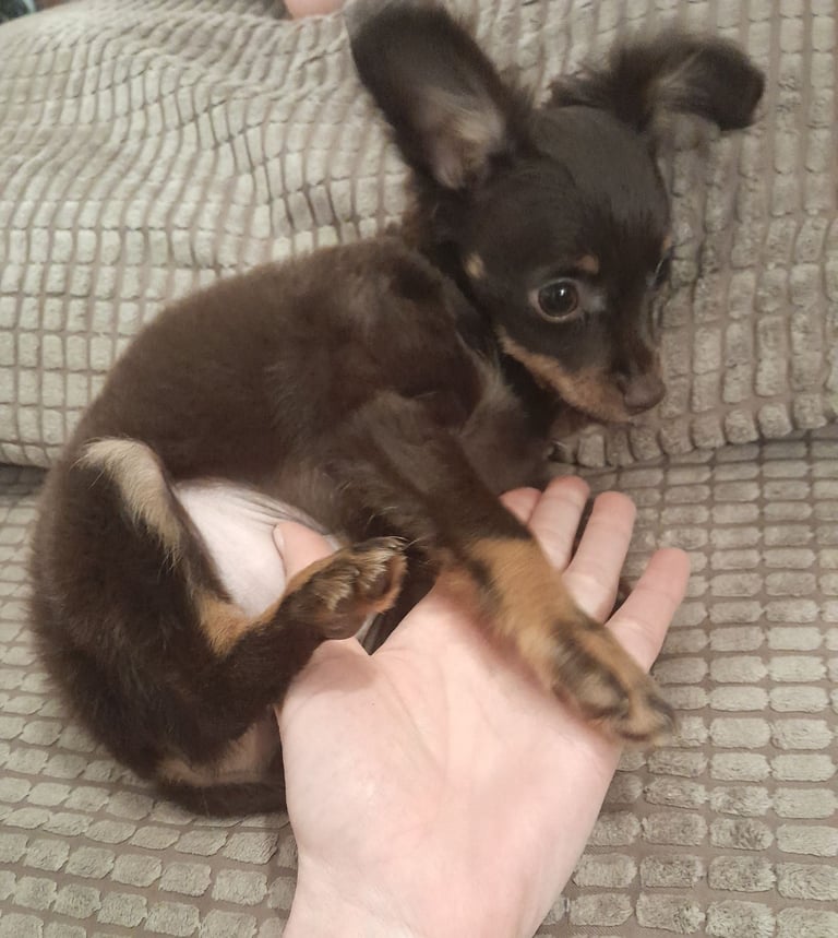 Purebred Russian Toy Terrier puppy long-haired