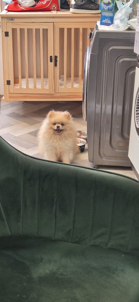 Pomeranian teddy face Female 