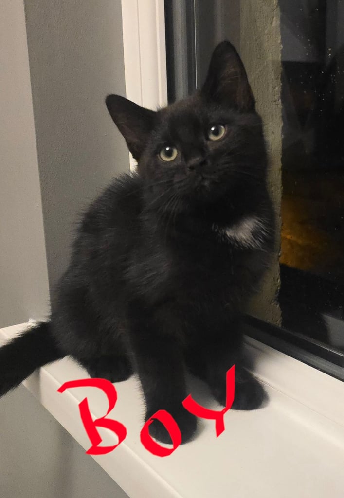 Beautiful fluffy kittens