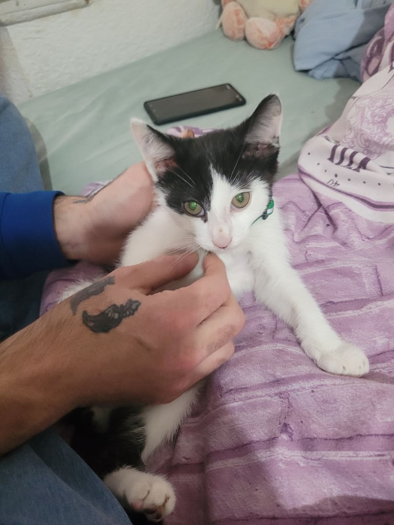 10 week old kitten needs a loving home