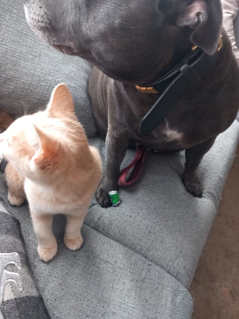 Kittwns 2 brothers hopeing to keep them together 13 weeks old