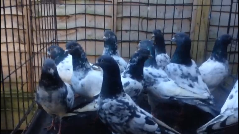 Pigeons for sale