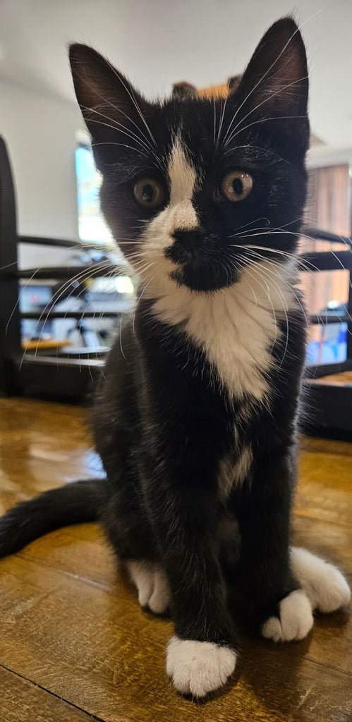 image for Beautiful black and white female kitten