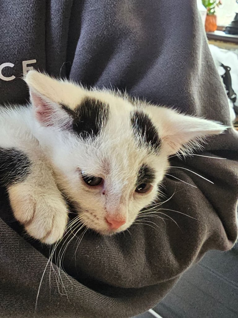 Kittens ready to go now