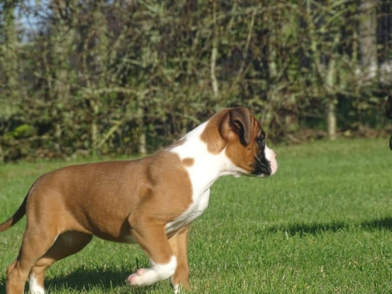 Beautiful Boxer's puppies 