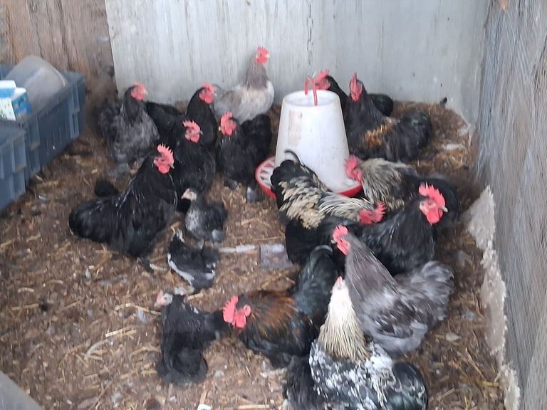 Penkin bantam chickens for sale 