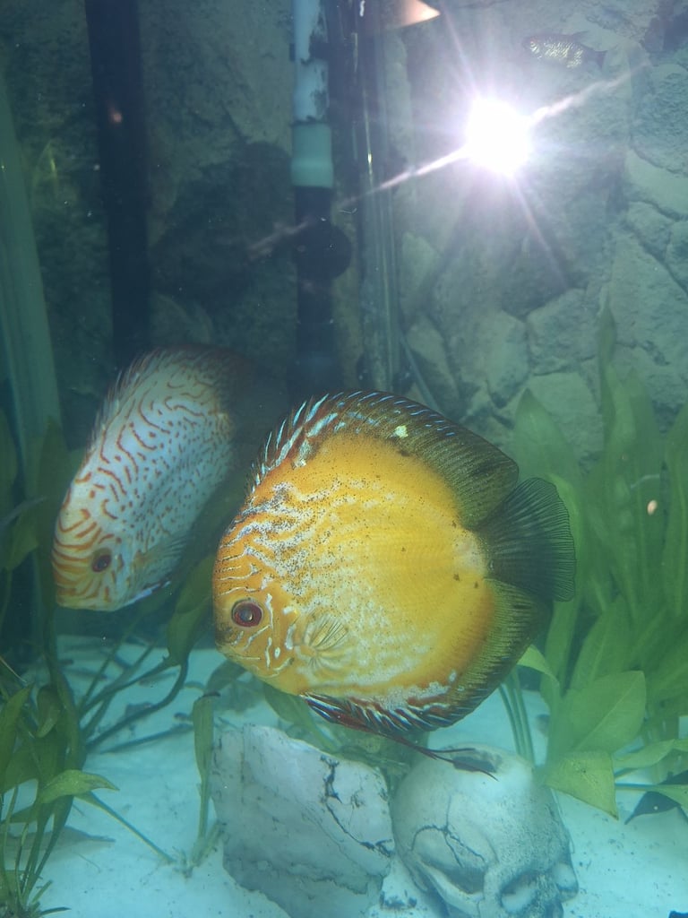 image for Chens Discus for sale