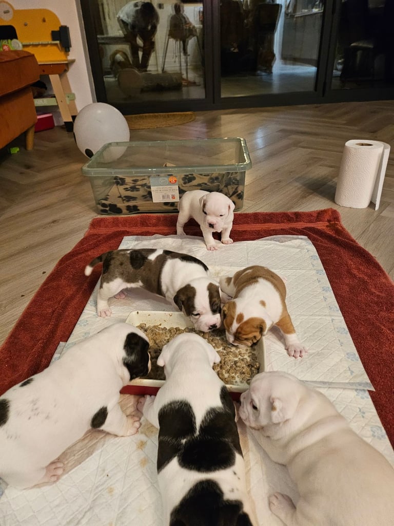 British Bulldog Staff cross (Old Tyme Bulldog)