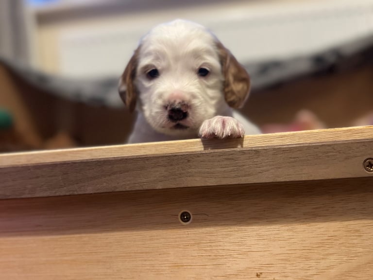 Gorgeous F2b Cockapoo puppies ready to reserve