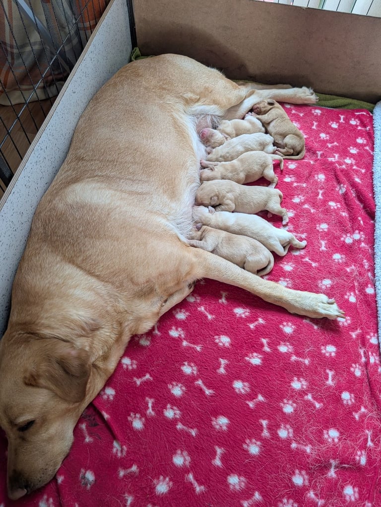 Labrador pups