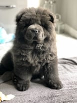CHOW CHOW Blue KC Registered 