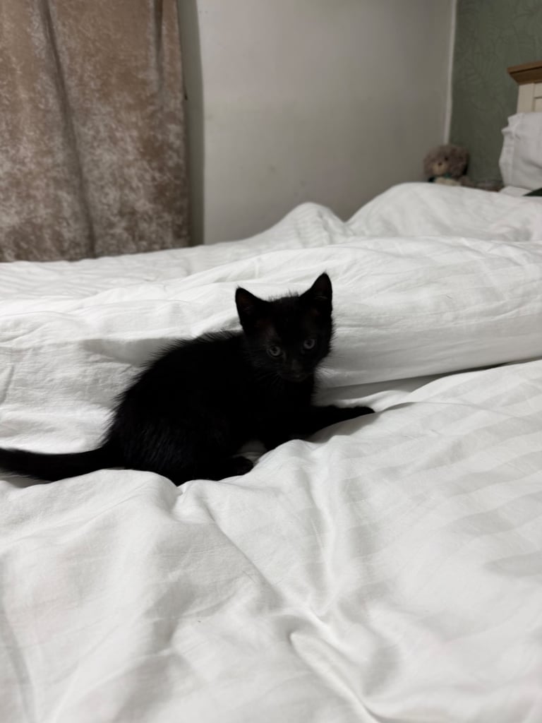Kitten