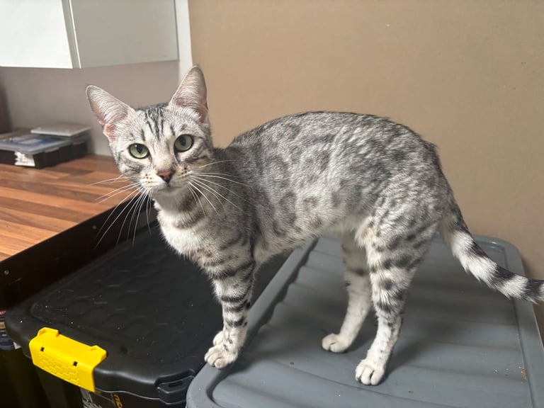 TICA Beautiful Silver Bengal Girl.
