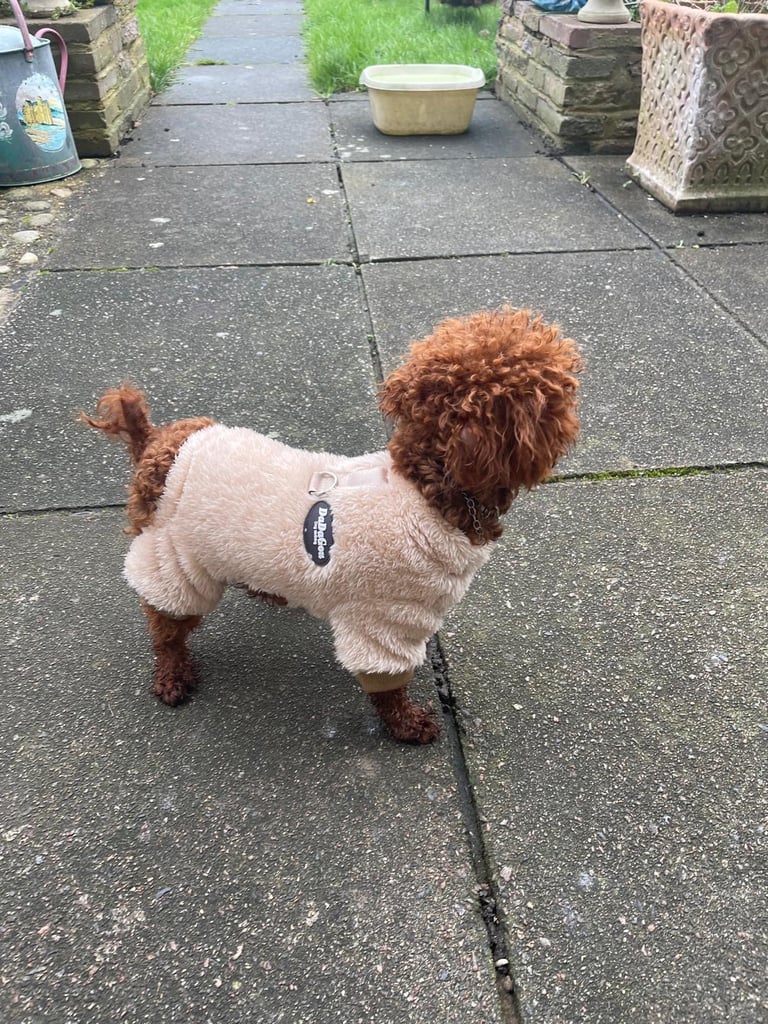 Miniature Asian toy Jackapoo puppys