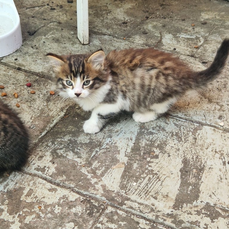 Lovely  fluffy kittens