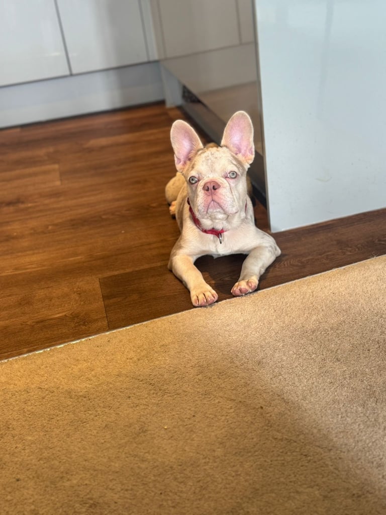 Merle Frenchie